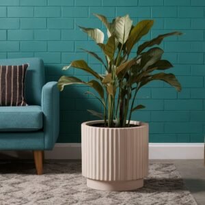Home Plant
