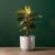Curry leaf Plant