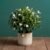 Jasmin Plant
