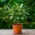Neem plant
