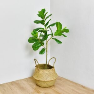 Office Plants